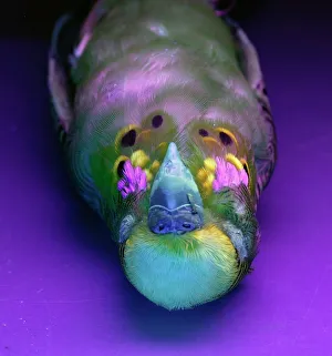 Budgerigar Drucke: Budgerigar under UV light C016 / 5772