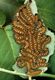 British Wildlife Insects Drucke: Buff tip moth caterpillars (Phalera bucephala)