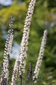 Perennial Plant Photography Drucke: Bugbane (Cimicifuga simplex Brunette )