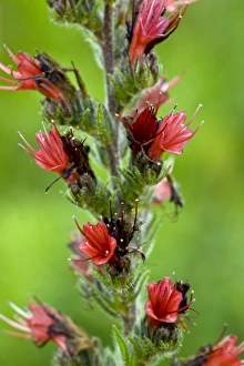 European Wildflowers Landscape Drucke: Bugloss (Echium russicum)