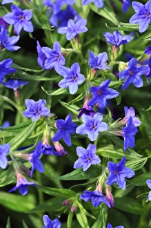 Spring Flower Photography Drucke: Buglossoides flowers
