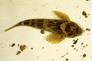 Drucke von Hechtbarsch (Cottus gobio). Diese Art von Süßwasserfischen ist nachtaktiv. Sie wird von Forellen bejagt. Aufgenommen in der River Taw, Devon, UK Bilder Datiert 2007 Juli: Bullhead
