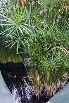 Drucke von Kummerwurzelpflanzen im Teich. Diese Pflanzensorte stammt ursprünglich aus Afrika. Ägypter verwendeten diese Pflanze zum Herstellen von Papier aus dem Kummergras Bilder Datiert 2007 März: Sumpfschilf (Cyperus papyrus)
