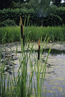 Wetland Flora Drucke: Bulrushes