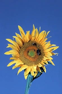 Flowering Plant Reproduction Drucke: Bumblebees pollinating a sunflower