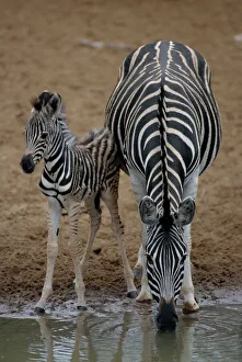 Equus Burchelli Images Drucke: Burchells zebra with foal