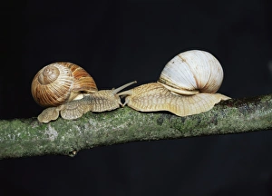 Burgundy Snails Drucke: Burgundy snails
