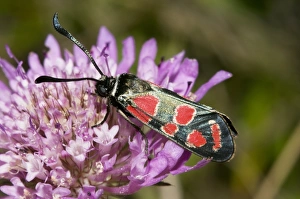 Zygaena Carniolica Drucke: Burnet Moth