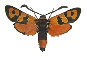 Spanish Insects Drucke: Burnet moth C016 / 2304