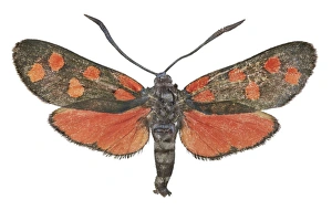 Moth Species Drucke: Burnet moth C016 / 2305