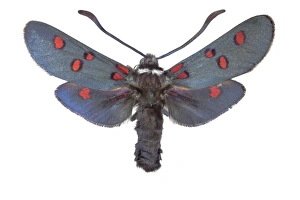 Spanish Insects Drucke: Burnet moth C016 / 2310