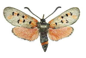 Spanish Insects Drucke: Burnet moth C016 / 2313
