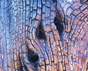 Drucke von Verbrennte Rinde eines abgestorbenen Baumes im Nachbark und um das Feuerholz herum verbranntes Holz der Schädel des baums sind hier zu sehen Bilder Datiert 2004 September: Verbrennter Asthaut