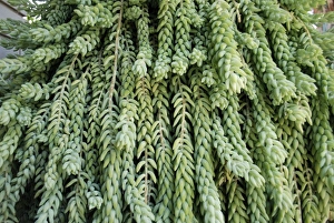 Drucke von Burros Schwanz (Sedum morganianum) Blätterwerk Bilder Datiert 2010 März: Bürschens Schwanzblätter