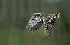 Owl In Flight Drucke: Burrowing owl