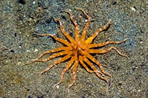 North Sulawesi Wildlife Drucke: Burrowing sand anemone