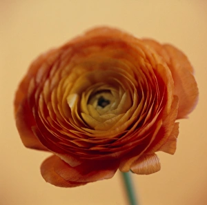 Buttercup Flower Drucke: Buttercup (Ranunculus sp. )