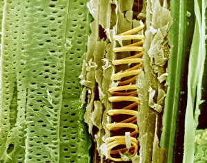 Plant Vascular System Drucke: Buttercup stem, SEM