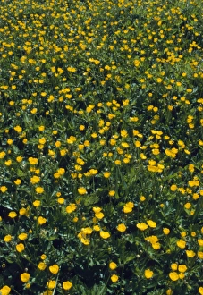 Yellow Blooms Drucke: Buttercups