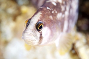 Drucke von Büffelkabeljau (Pholis gunnellus). Der Büffelfisch hat eine mit Schleim bedeckte Skalenlose Körperform, die es ihm unangenehm macht und ihn schwer zu halten macht Bilder Datiert 2011 September: Butterfish