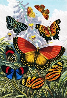 Vintage Butterfly Illustrations Drucke: Butterflies, artwork