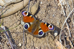 Butterfly Habitat Images Drucke: Butterfly