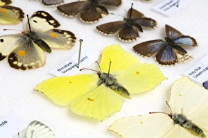 Drucke von Schmetterlingsausstellung. Ausstellungsstücke verschiedener britischer Schmetterlinge (Ordnung Lepidoptera) montiert und mit Etiketten auf Karton belegt Bilder Datiert 2007 Oktober: Schmetterlingsausstellung