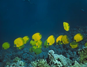 Tropical Ocean Life Drucke: Butterfly fish