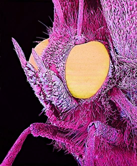 Scanning Electron Micrograph Insects Drucke: Butterfly, SEM