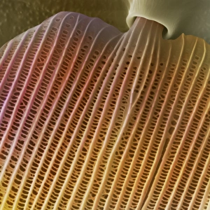Coloured Scanning Electron Micrograph SEM Drucke: Butterfly wing scale