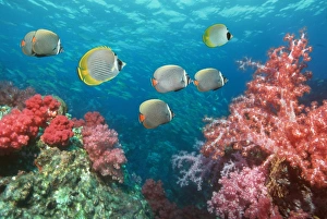 Andaman Sea Fish Drucke: Butterflyfish over corals