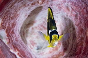 Sulawesi Indonesia Drucke: Butterflyfish inside a barrel sponge