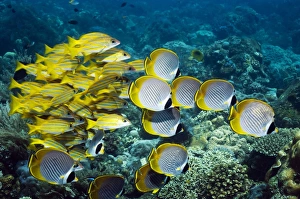 Butterflyfish Species Drucke: Butterflyfish and snappers