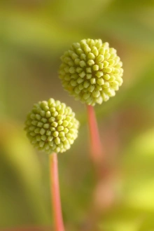 Native American Plants Drucke: Button bush (Cephalanthus occidentalis)