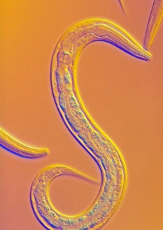 Drucke von Caenorhabditis elegans Nematodenwurm, Lichtmikroskopbild. Dieser Bodenlebende Hermaphroditen-Nematodenwurm ist einer der am meisten untersuchten Tiere in biologischen und genetischen Forschungen Bilder Datiert 2002 September: Nematode Wurm C. elegans