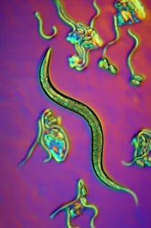 Light Micrograph Images Drucke: C. elegans worms, light micrograph