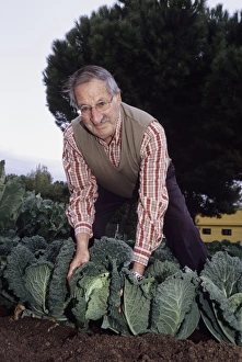 Brassica Oleracea Drucke: Cabbage harvest