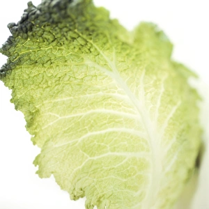 Fresh Green Vegetable Drucke: Cabbage leaf