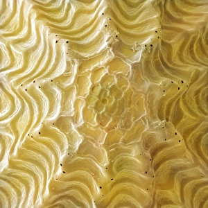 Weißer Käferblume-Butterflügel-Ei, SEM