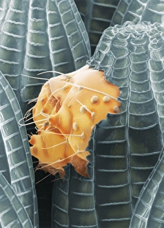 Insect Metamorphosis Images Drucke: Cabbage white caterpillar hatching, SEM