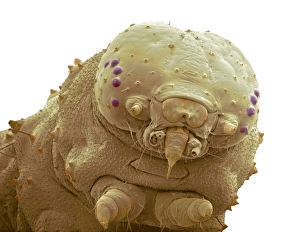 Coloured SEM Micrograph Drucke: Cabbage white caterpillar head, SEM