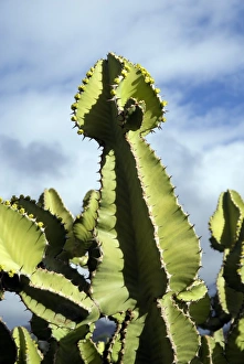 Canary Island Botany Drucke: Cacti in flower