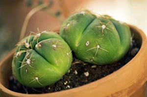 Cactus Plant Drucke: Cactus