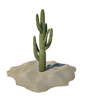 Cactus Art Drucke: Cactus, artwork