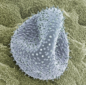 Pollen Grain Morphology Drucke: Cactus pollen grain, SEM