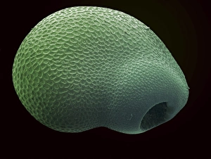Seed Dispersal Methods Drucke: Cactus seed, SEM