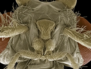 Scanning Electron Micrograph Drucke: Caddisfly head, SEM
