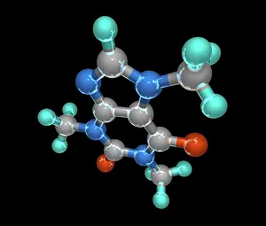 Drucke von Koffein, molekularer Modell. Atom sind als Kugeln dargestellt und farblich gekennzeichnet: Kohlenstoff (grau), Wasserstoffgrün , Sauerstoff rot und Stickstofblau Bilder Datiert 2010 April: Koffein, molekularer Modell