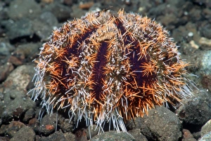 Sea Urchin Drucke: Cake urchin