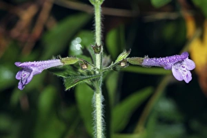 Mediterranean Wildflowers Drucke: Calamintha sylvatica